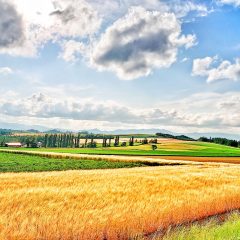 必要とされている！～放置自転車の価値とは…～
