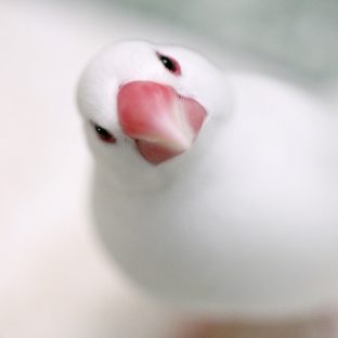 厳選素材【北海道産小麦/おから/パルメザンチーズ/オリーブオイル】