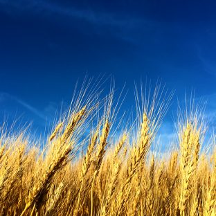 原産地：北海道