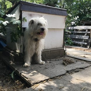 皇帝（カイゼル）は犬用チーズおからクッキーがお好き