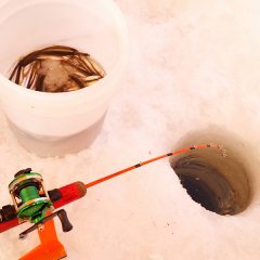 旬を満喫！ワカサギ釣り