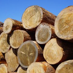 「林業」という仕事