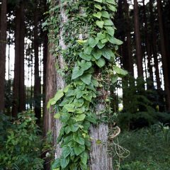 蔓と鉈と自転車再生パーツグッズ　　～知恵と手間の結晶～