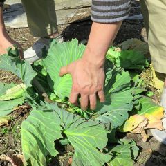 キャベツさばき　～めざせ！「何かが違う」自転車整備士～