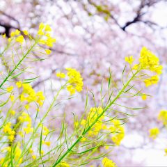 “アメンドウ“って何？