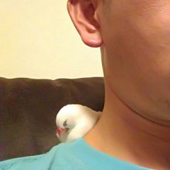 我が家の白文鳥　杏ちゃん