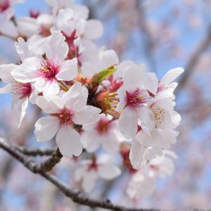 桜