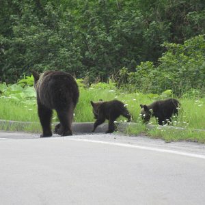 クマの親子