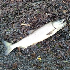 サーモンフィッシング：真夏日　温暖化　鮭釣り　メソッド　タックル　　