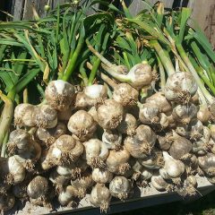 ニンニク：生命力、勇気、影響力