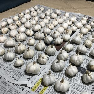 ニンニク収穫２