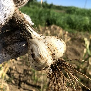 ニンニク収穫３