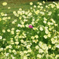 マイノリティっていろいろある