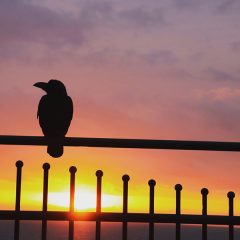 カラスは嫌いですか?