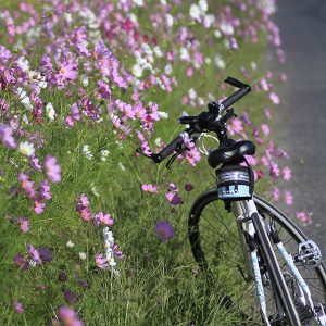 自転車とコスモス
