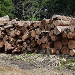 林業という仕事　ブル作業専門用語