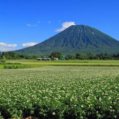 念願のミッション達成？：羊蹄山外周、サイクリング、リタイヤ、川からの返答、喜びの収穫