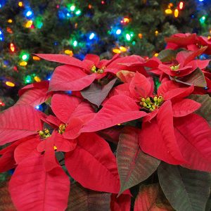ポインセチア