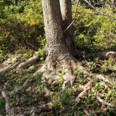 しっかり根を張るために必要なこと：台風被害、森林、根