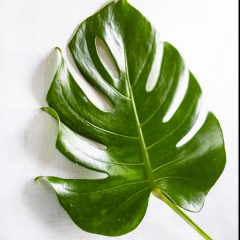 ジャングルと風と「モンステラ」