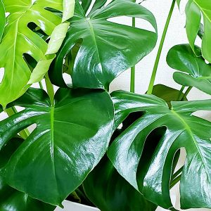 モンステラ3