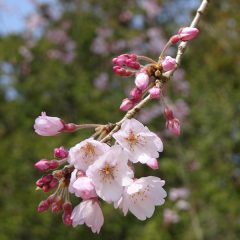 桜咲くのが早くなっている：さくら♪さくら♪