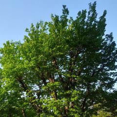 新緑の候：芽生え