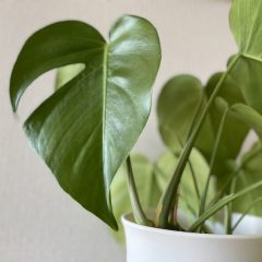 モンステラと私…