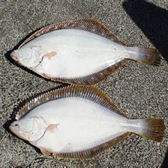 カレイ釣り：石狩湾遊漁船　マガレイ、宗八カレイ　超早起き　Win Win（ウィンウィン）