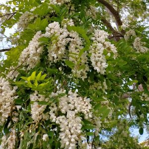 ニセアカシア2