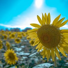 神のなさることは、すべて時にかなって美しい