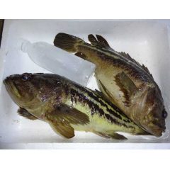 タイラバ：ソイ釣り、船酔い、爆釣、自己記録更新、初物