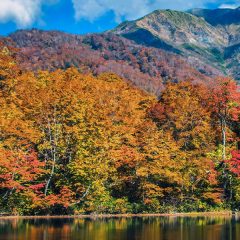 秋の楽しみ「キノコ狩り」は良く聴いて