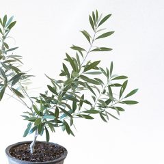 明日に咲かせる花のために