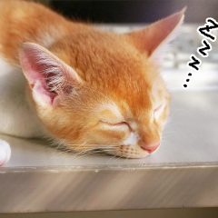 睡眠―「眠育」、添い寝、そして大好きな昼寝