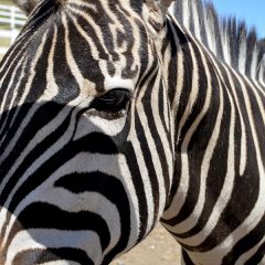 名言クイズ（ネタバレ注意）