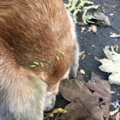 どこまでもくっついて、遠くまで行く