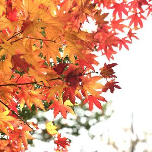 紅葉