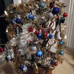 復活：かねのなる木、そしてドラセナ