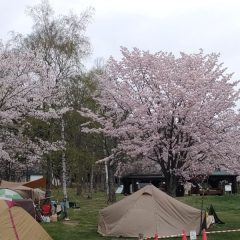 芝桜：滝上町、当麻町、岩見沢市、砂川市、旭川市、上湧別町、渚滑川、生熊