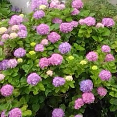 雨：線状降水帯、気候変動、個人でできる10の行動　紫陽花