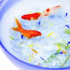 生き物が我が家にやってきた：金魚、朝顔