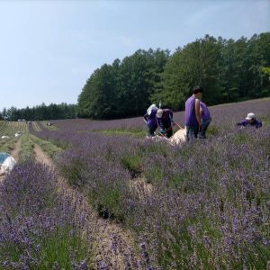 ラベンダー刈り入れ