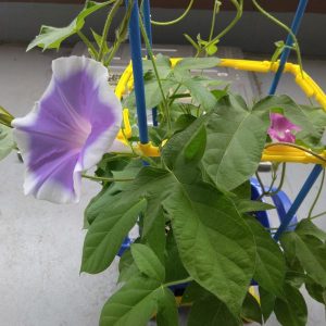 朝顔1