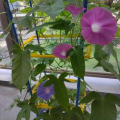 夏休み：吉田拓郎・蘭島海水浴・ラジオ体操・孫の夏休み