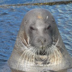 おたる水族館：久々の観覧、ちょっと寂しい話、寂しい話Ⅱ、あっという間の時間