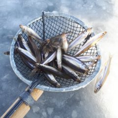 久々の感動：地元北海道が舞台、自然好きにも良い刺激、なかなかスペクタクル