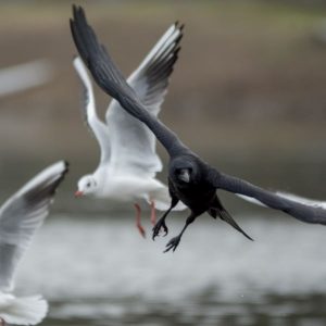 カモメとカラス