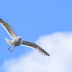 ある朝のカモメ