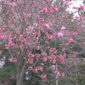 区役所の桜
